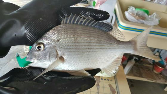 台湾盐水黄锡鲷鱼(班头鱼)1包(250g±10g/包)