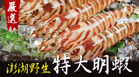 賀鮮生-澎湖野生鮮凍超大明蝦